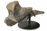 Partial Hadrosaur (Hypacrosaur) Ischium with Stand - Montana #192745-2